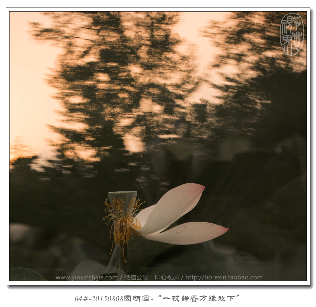 64#-20150808圓明(míng)園-“一(yī)枝靜(jìng)