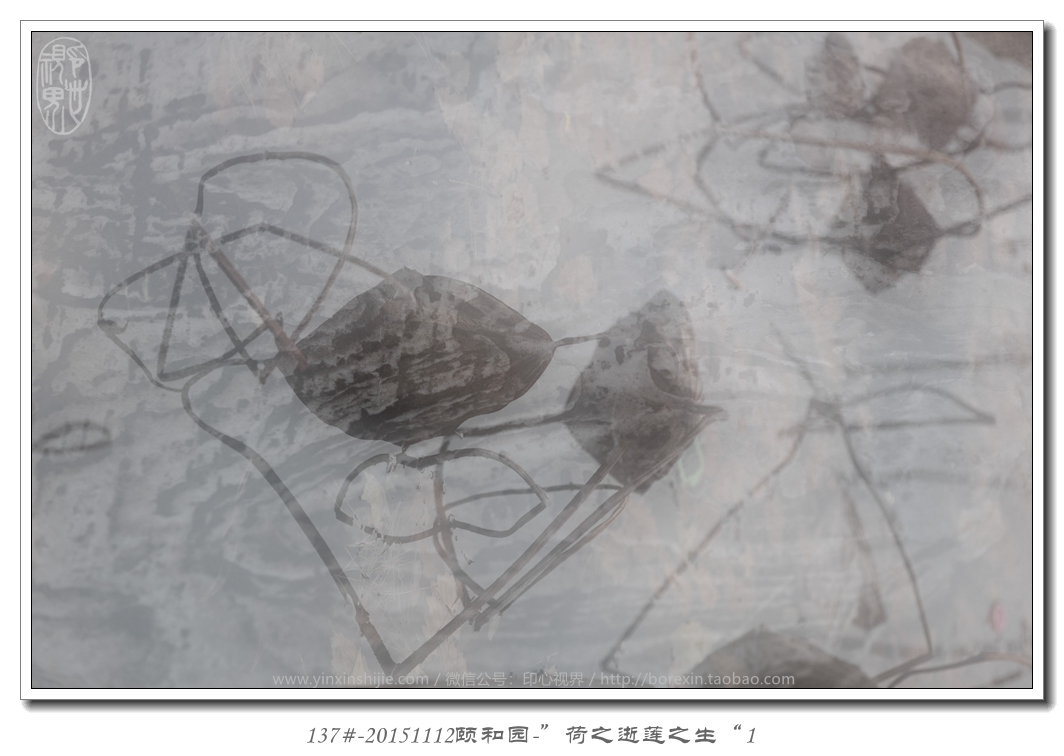 137#-20151112頤和(hé)園-“荷之逝