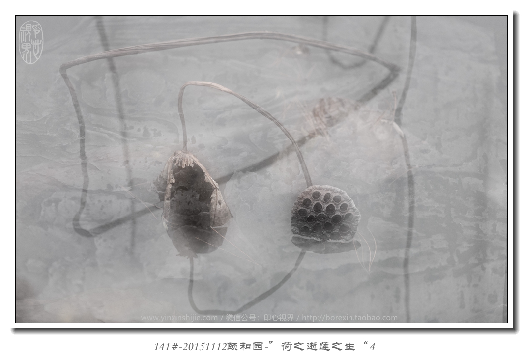 141#-20151112頤和(hé)園-“荷之逝