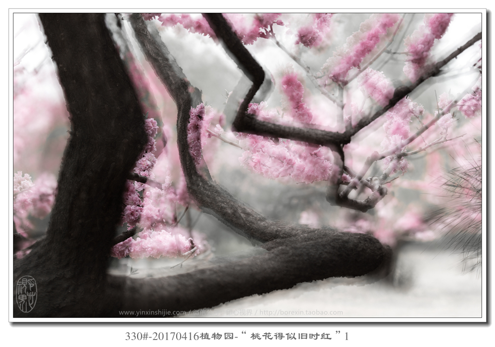 330#-20170416植物(wù)園-“桃花(huā)得(de)似舊(jiù)時(shí)紅(hóng)”1