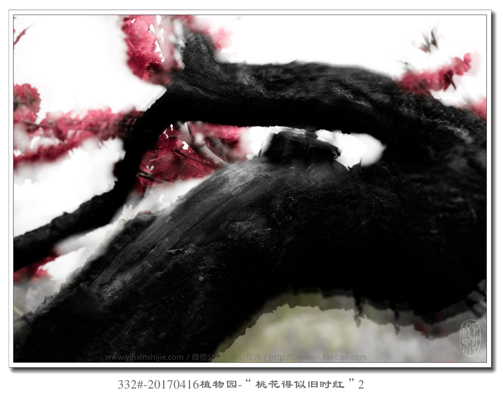 332#-20170416植物(wù)園-“桃花(huā)得(de)似舊(jiù)時(shí)紅(hóng)”2