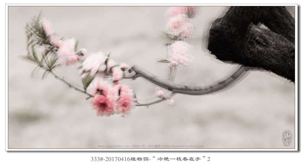 333#-20170416植物(wù)園-“冷(lěng)豔一(yī)枝春在手”2