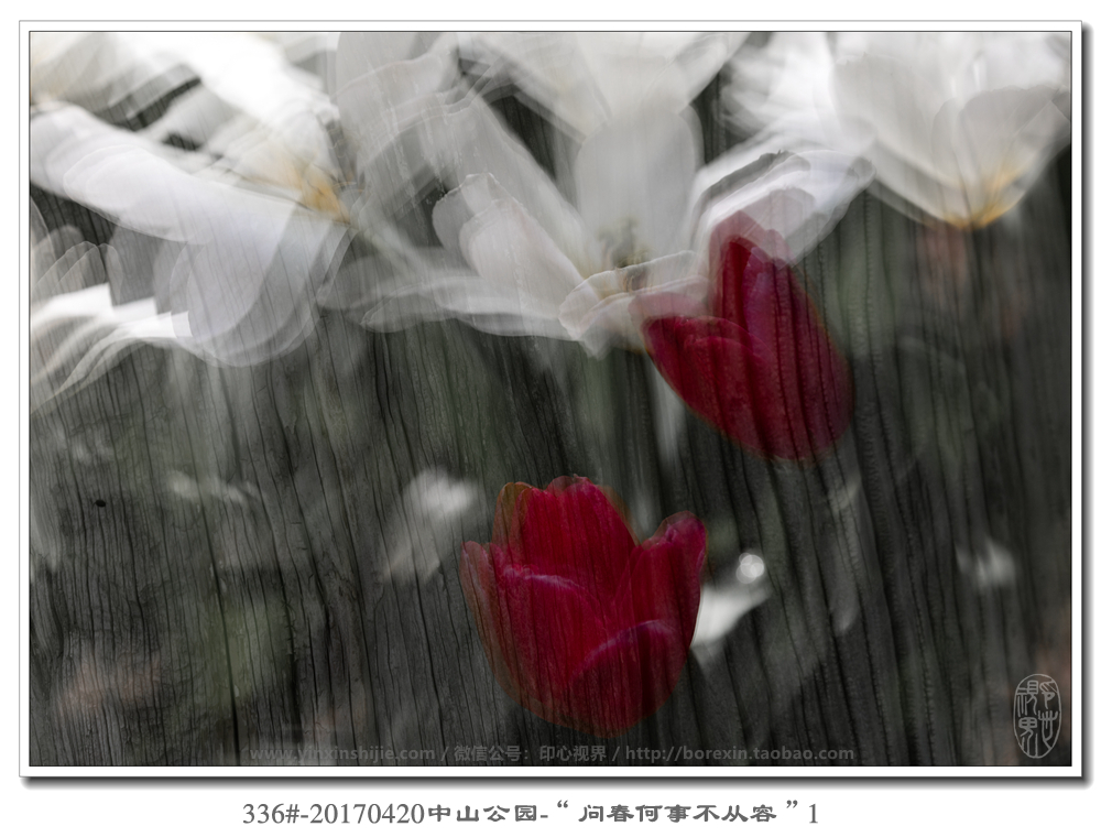 336#-20170420中山(shān)公園-“問(wèn)春何事(shì)不(bù)從(cóng)容”1