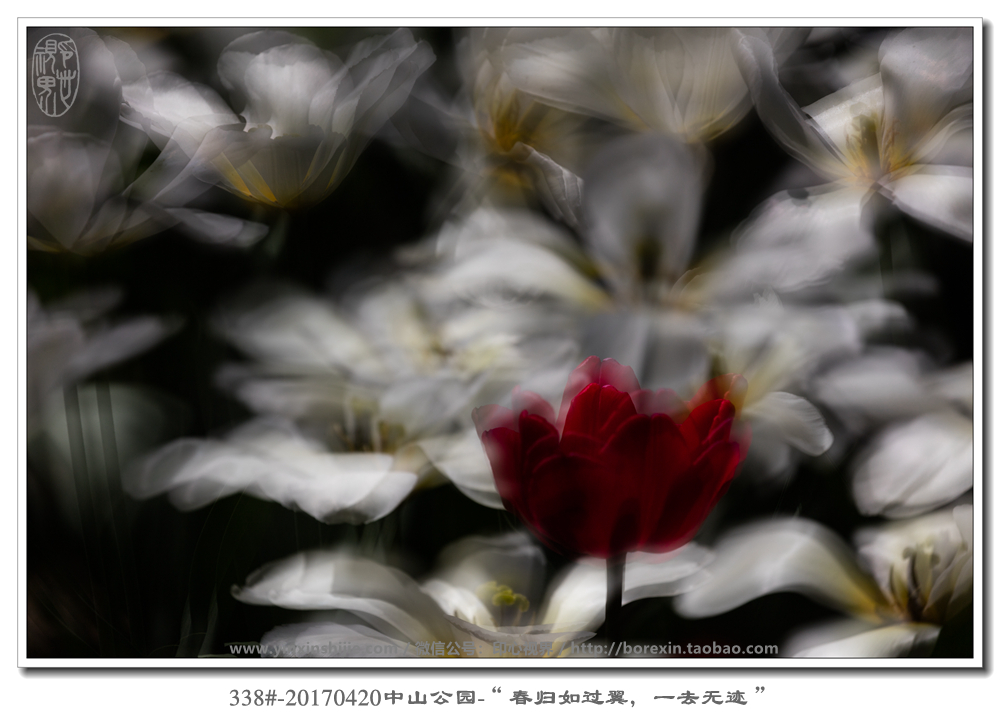 338#-20170420中山(shān)公園-“春歸如(rú)過翼，一(yī)去(qù)無迹”