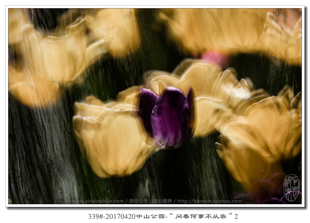 339#-20170420中山(shān)公園-“問(wèn)春何事(shì)不(bù)從(cóng)容”2