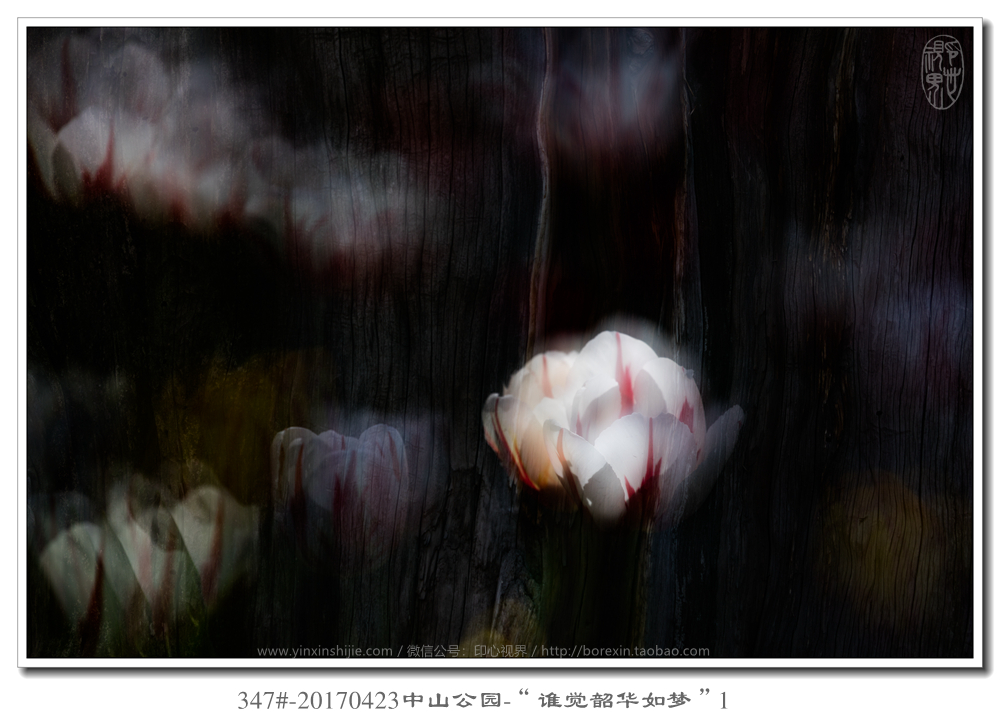 347#-20170423中山(shān)公園-“誰覺韶華如(rú)夢”1