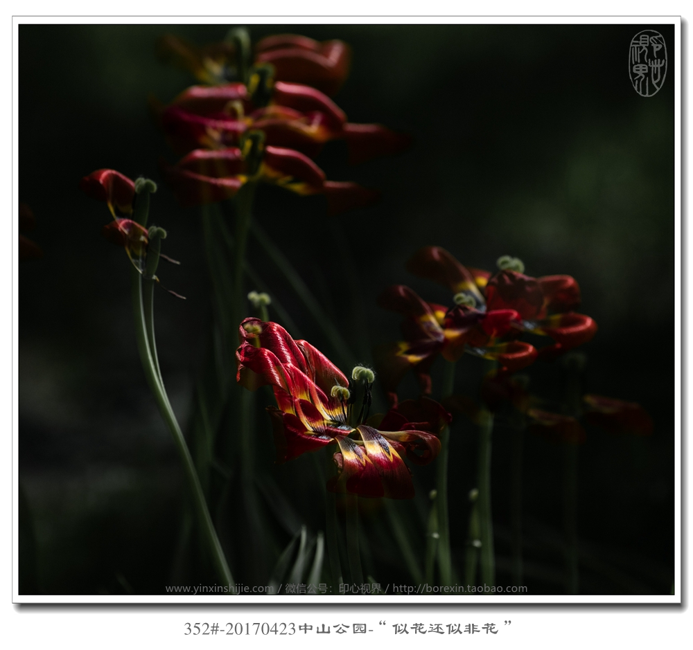 352#-20170423中山(shān)公園-“似花(huā)還(hái)似非花(huā)”