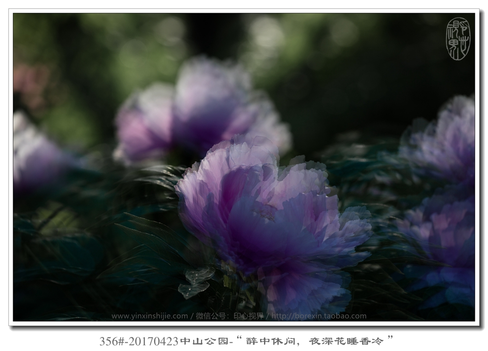 356#-20170423中山(shān)公園-“醉中休問(wèn)，夜深花(huā)睡(shuì)香冷(lěng)”